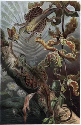 Draco volans, variété de lézard arboricole - gravure de « La Vie des Animaux » par Alfred Edmund Brehm