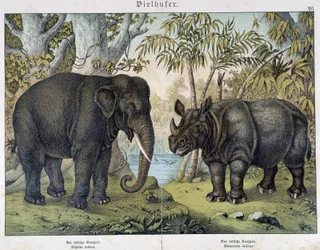 Éléphant et rhinocéros