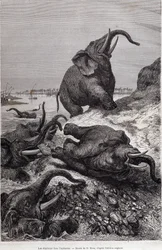 Éléphants grimpant la berge d