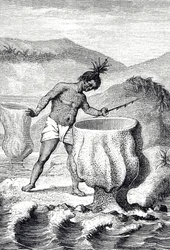 Gravure représentant une variété d