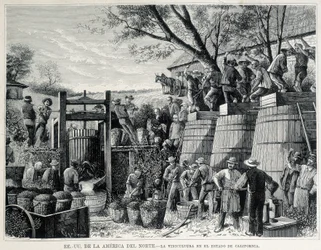 Gravure de 1876 représentant la viticulture en Californie au 19ème siècle