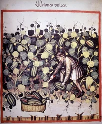 Gravure représentant la récolte de melons du « Tacuinum Sanitatis »