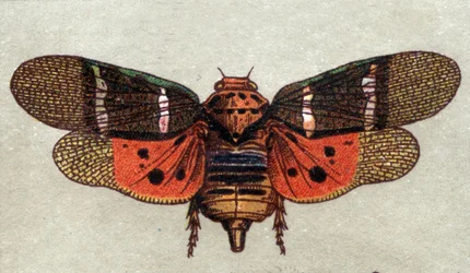 Entomologie : représentation d