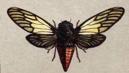 Entomologie : représentation d