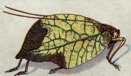 Entomologie : représentation d