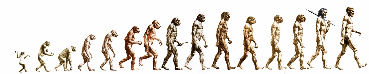 Évolution : comparaison des morphologies du singe à l