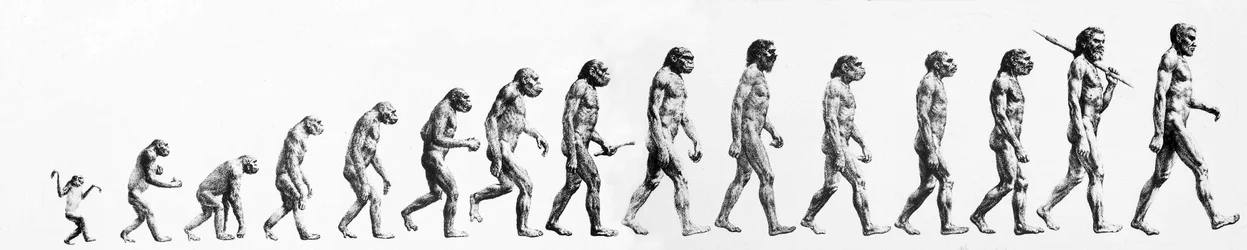 Évolution : comparaisons des morphologies du singe à l