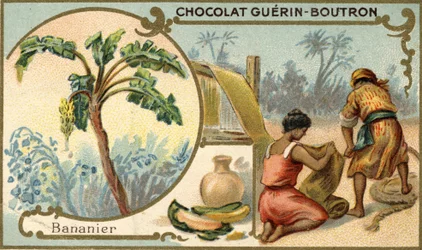 Tissu fabriqué avec la fibre de peaux de banane. Chromolithographie, emballage des chocolats Guérin Boutron.