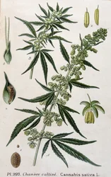 Plante de cannabis femelle. Gravure du 19ème siècle