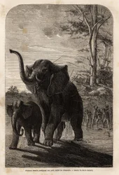 Éléphante protégeant son petit des chasseurs de javelines du Zambèze. Gravure pour illustrer les premiers voyages du Dr Livingstone en Afrique australe de 1840 à 1856, dans « Le tour du monde, nouveau journal des voyages » publié sous la direction d