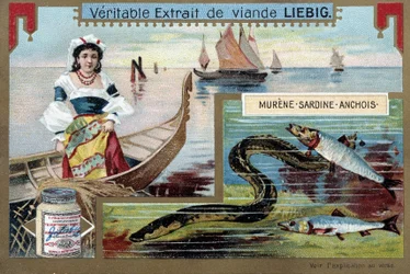 Bateaux de pêche et poissons (murène, sardine, anchois) - Chromolithographie Liebig, vers 1900