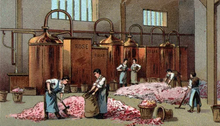 Distillerie de fleurs pour la production d