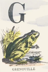 G: grenouille