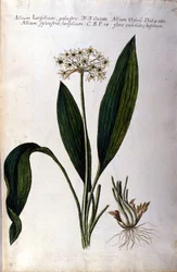 Ail. Herbier du XIXe siècle.