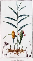 Gingembre (Amome)