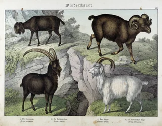 Chèvre - dans "Histoire naturelle des mammifères", éd. Schreiber