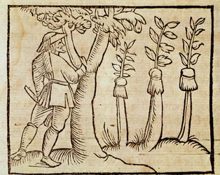 Greffage des arbres, illustration de De Agricoltura Vulgare, par Pier Crescenzio (1233-1320), édition publiée à Venise