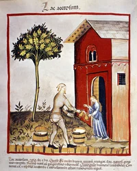 Histoire des produits laitiers : distribution de yaourt (acetosium lake). Enluminure du « Tacuinum sanitatis »