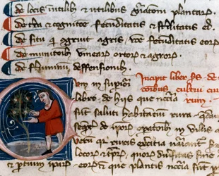 Horticulture : récolte de fruits (détail). Page de manuscrit (MS.s.vi) "Traité d