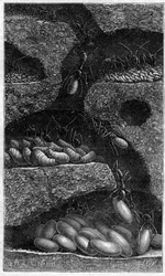 Logement des œufs et des larves dans une fourmilière. Gravure dans "Le Journal de la Jeunesse" de 1888.