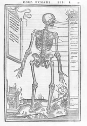 Squelette humain, partie postérieure. Planche anatomique de « De dissectione partium corporis humani libri tres... » par Carlo Stefano Riverio, Paris 1545.