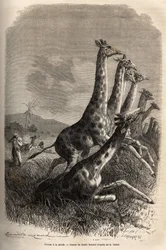 Chasse à la girafe : le narrateur tire sur son gibier et ses guides achèvent une girafe déjà blessée. Gravure illustrant l