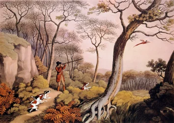 Chasse aux faisans en Angleterre. Gravure du 19ème siècle. Gien, musée de la chasse