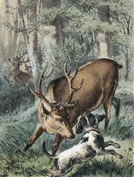 Illustration des contes de Franz Hoffmann « Contes et Fables - Les 2 cerfs » : un cerf s