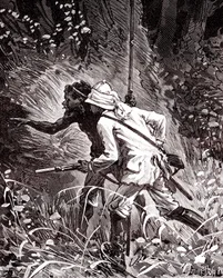 Dans les champs de caoutchouc (Hevea) dans la jungle de Guyane
