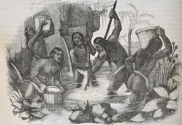 Indiens de l