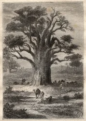 Voyage (1798) de Frédéric Conrad Hornemann (1772-1801) au Fezzan (Libye) : un baobab - illustration tirée de 
