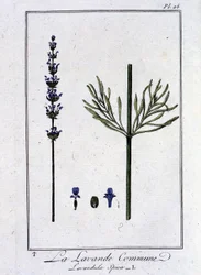 La Lavande Commune (Lavandula Spica) - dans « Exercices de botanique à l