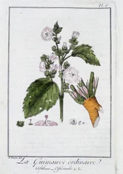 La guimauve ordinaire (Althaea officinalis) - dans «Exercices de botanique à l