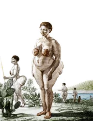 La Vénus Hottentote, femme de la race Bochiman (La Vénus Hottentote), gravure de 1815