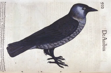Le choucas dans Historia Animalium de Conrad Gesner (1516 - 1565), Tiguri