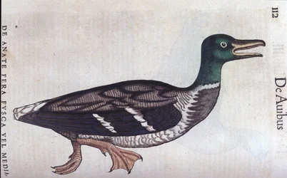 Le canard souchet dans Historia Animalium de Conrad Gesner (1516 - 1565), Tiguri