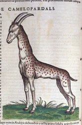 La girafe. dans Historia Animalium de Conrad Gesner (1516-1565), Tiguri