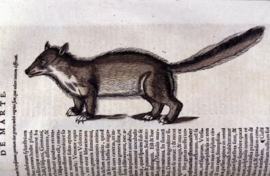La martre dans Historia Animalium de Conrad Gesner, Tiguri