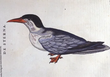 La sterne ou hirondelle de mer dans Historia Animalium de Conrad Gesner (1516 - 1565), Tiguri