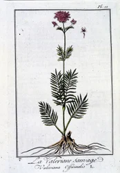 La valériane sauvage - dans «Exercice de botanique à l