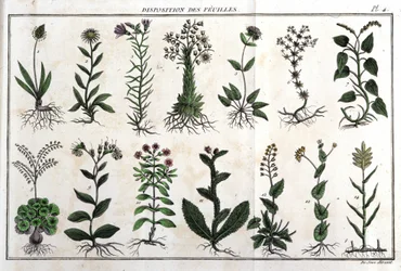 Disposition des feuilles : dans « Flora Françoise, ou brève description de toutes les plantes qui croissent naturellement en France, arrangées selon une nouvelle méthode d