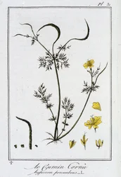 Le cumin cornu (Hypecoom procumbens) - dans «Exercices de botanique à l