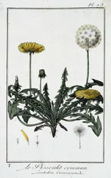 Le pissenlit commun (Leontodon caraxacum) - dans «Exercices de botanique à l