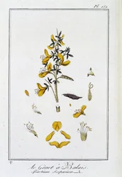 Le genêt à balais (Spartium scoparium) - dans «Exercices de botanique à l