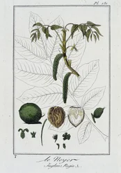 Le Noyer (Juglans Regia) - dans "Exercises de botanique à l