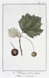 Le Platane d