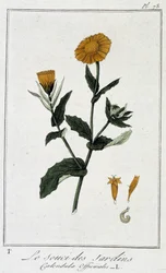 Le Souci des Jardins (Calendula Officinalis) - dans « Exercices de botanique à l