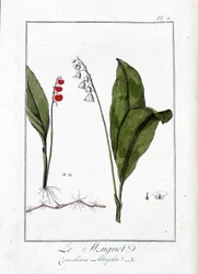 Le Muguet (Convallaria Majalis) - dans "Exercises de botanique à l
