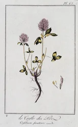 Le trèfle des prés (Trifolium pratense) - dans «Exercices de botanique à l