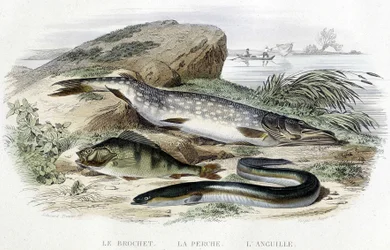 Le brochet, la perche et l